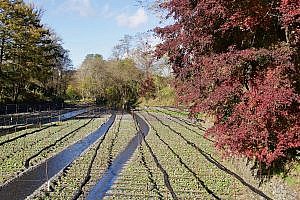 Daio Wasabi Farm in Japan