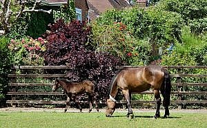 Brockenhurst in the New Forest, England