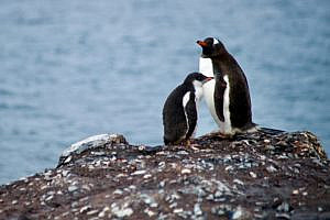 Antartica