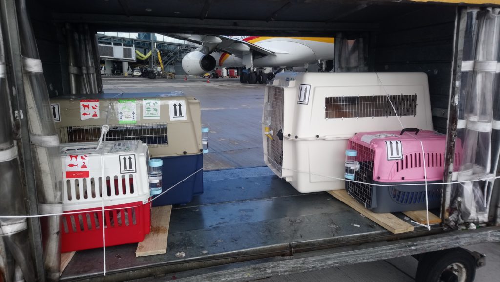 Animals in the hold