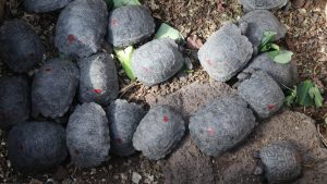 Galapagos Turtles