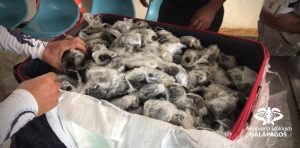 185 newborn turtles inside the suitcase at the airport