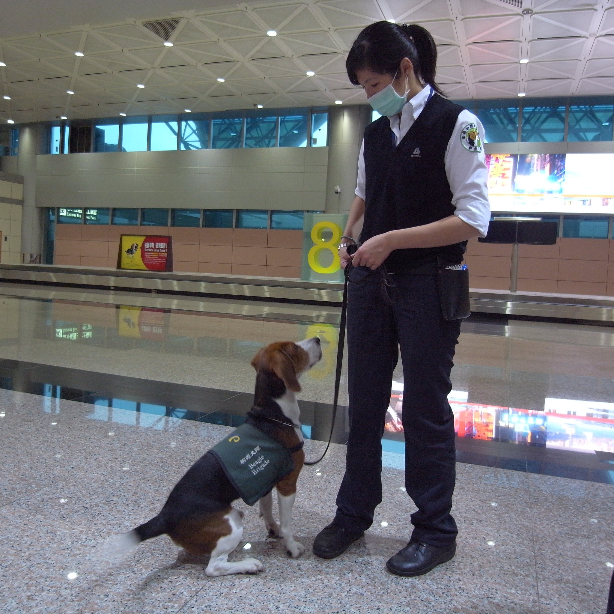Sniffer dogs are being trained to detect covid-19 on passengers as part of airport screening