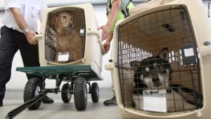 dogs as cargo