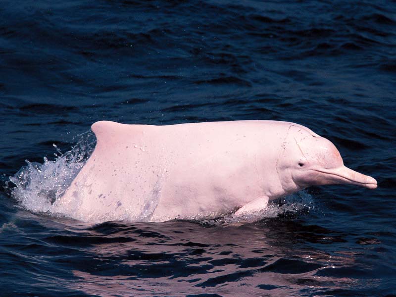 The Indo-Pacific Dolphins have unique coloration and is one of the prime victims of the 3RS|©hkdcs.org