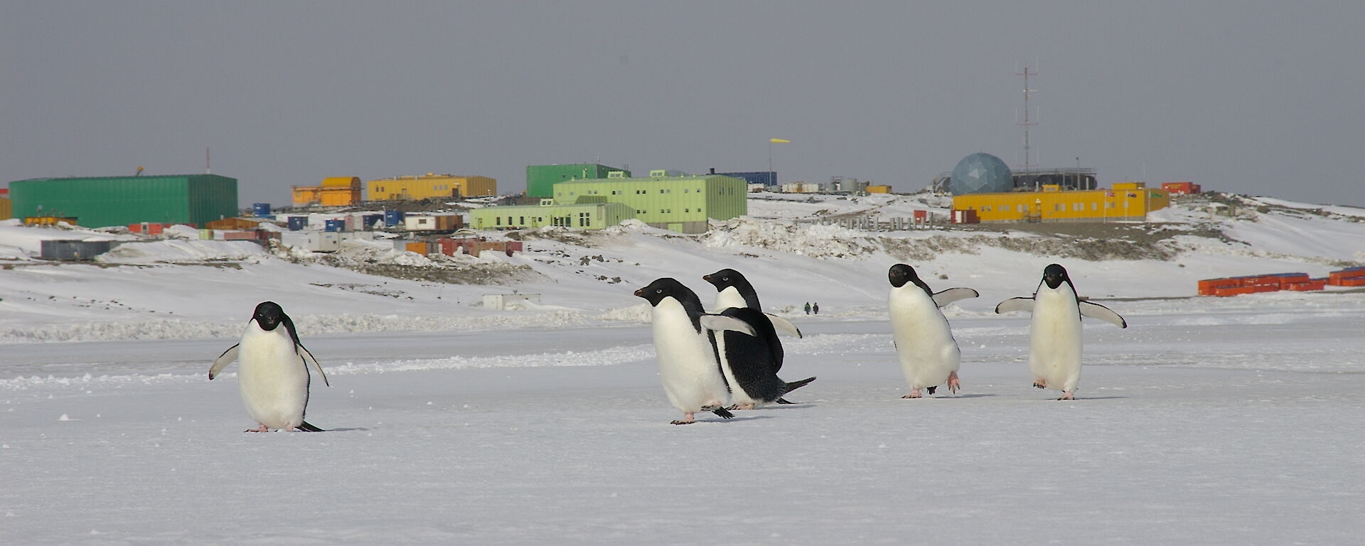 Adélie penguins in front of Davis station ©Matthew (Matt) Low