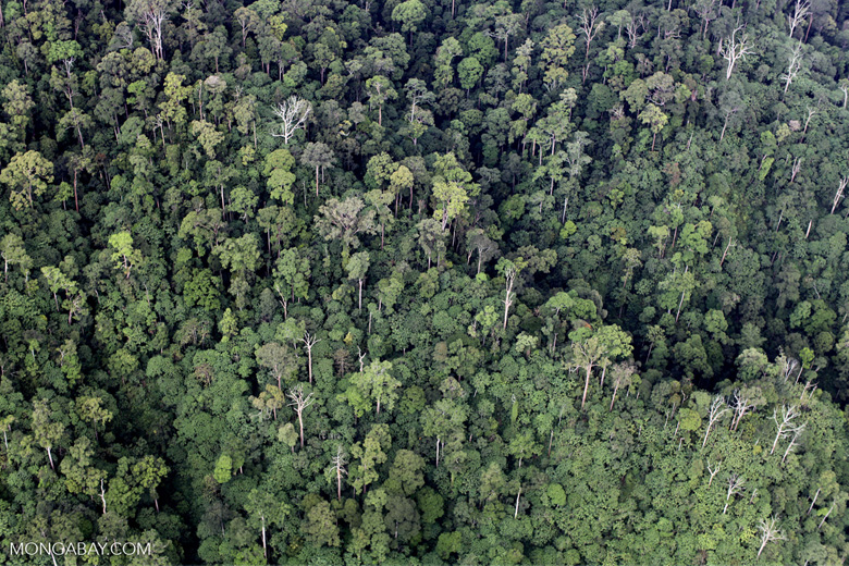 forest image