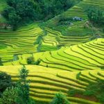 Sapa rice terrace field Vietnam