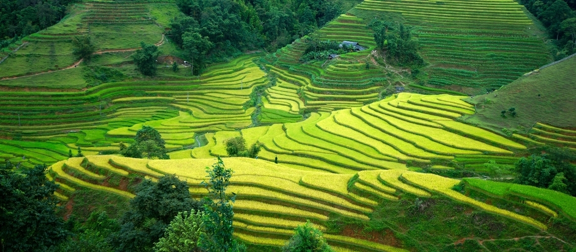 Sapa rice terrace field Vietnam