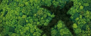 plane over forest image