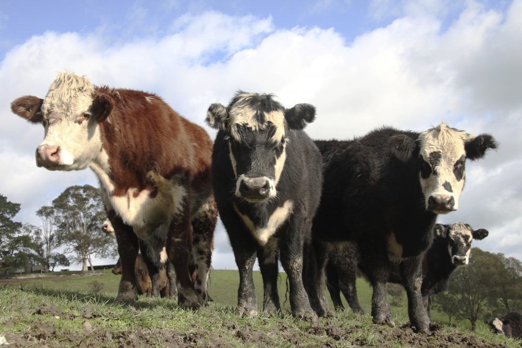 FMD threat to Livestock