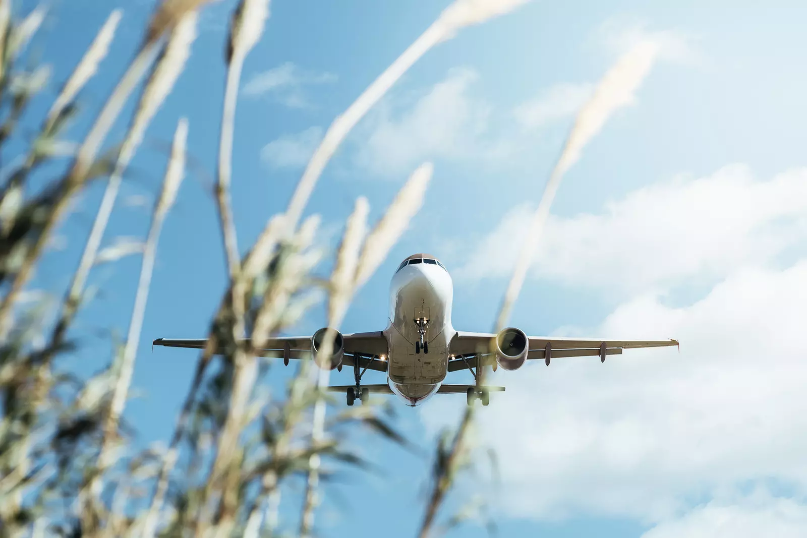 Photo of a cereal field (used for SAF) and an A320