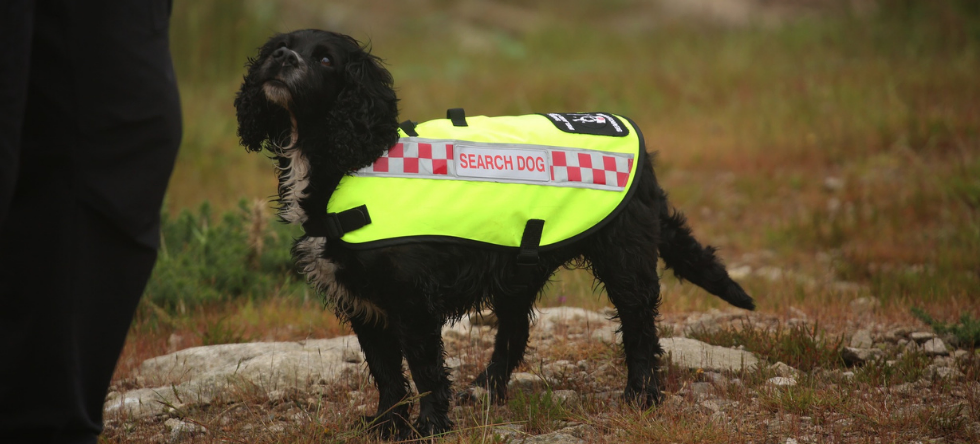 A black SARDA IN search and rescue dog in a hi-vis jacket