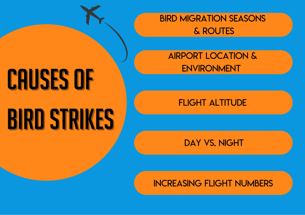 Bird Strikes: The Dangers and Consequences - Travel Radar - Aviation News