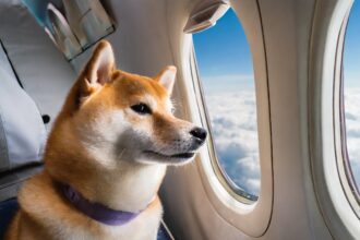 Shiba on Bark Air