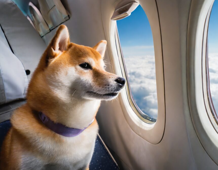 Shiba on Bark Air