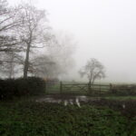 Foggy Weather