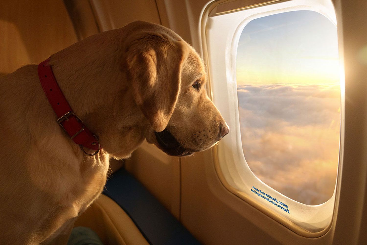 Labrador on Bark Air Jet