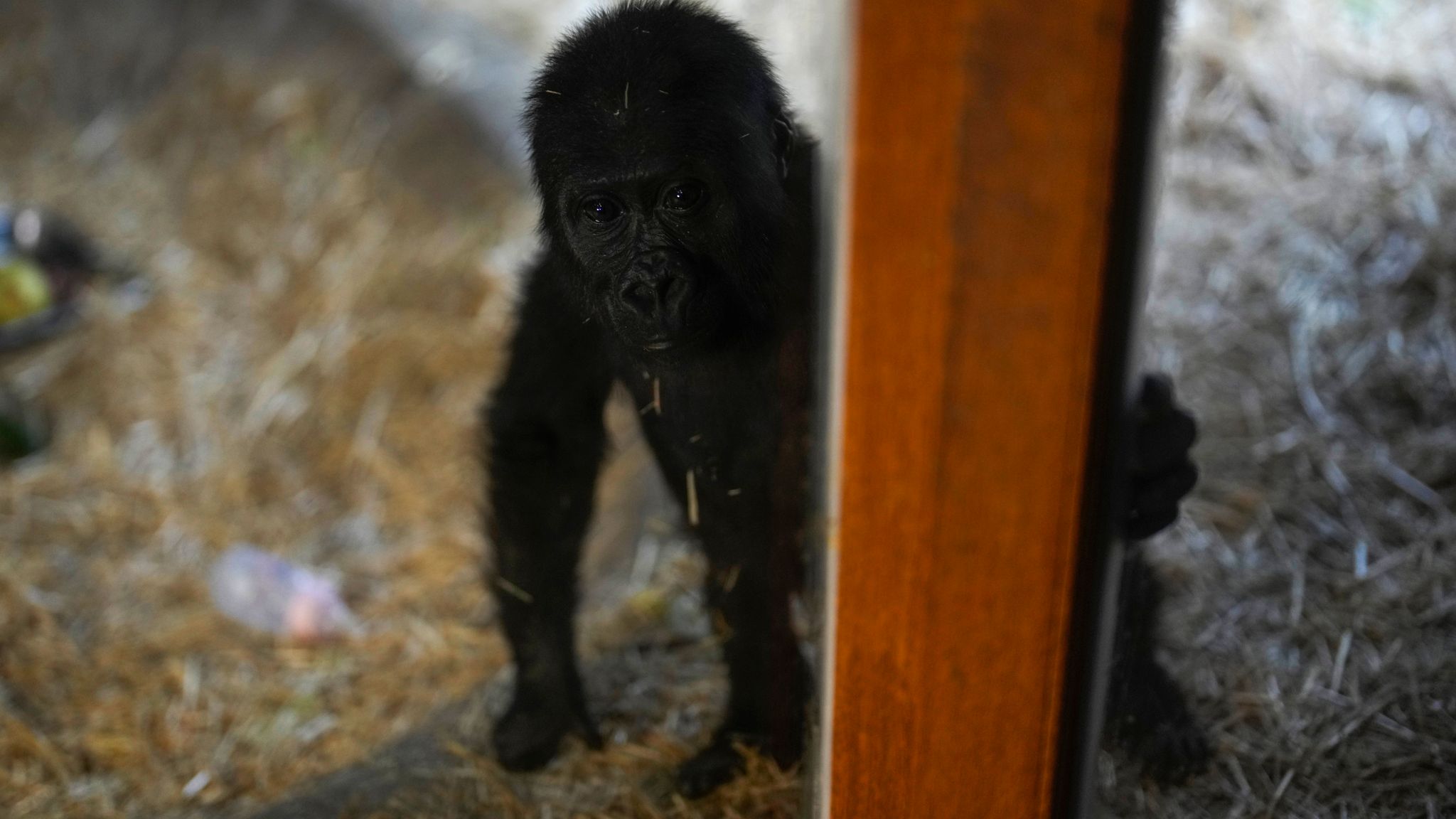 Zeytin the five-month-old gorilla © Sky News