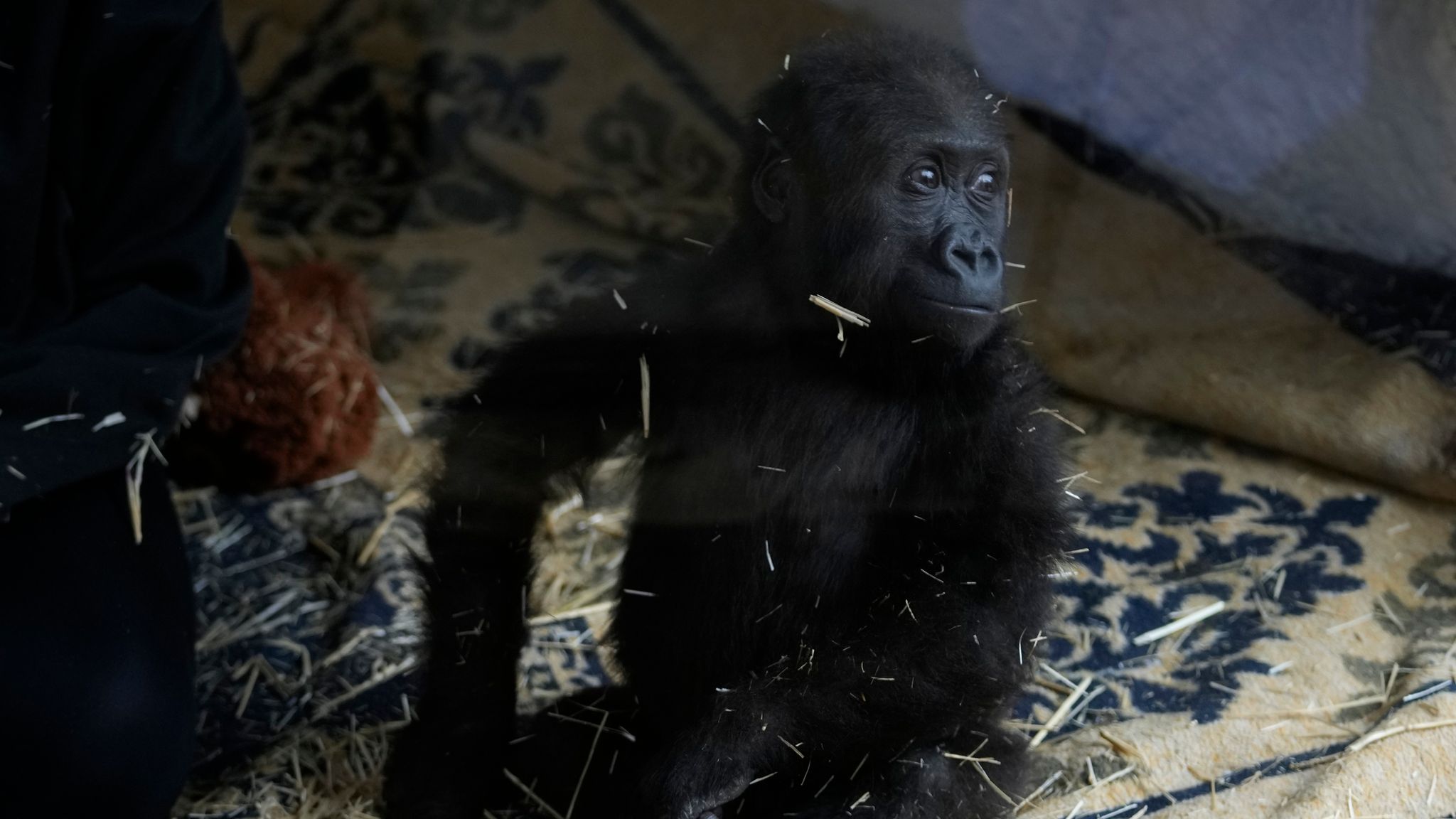 Zeytin the five-month-old gorilla © Sky News