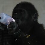 Zeytin the five-month-old gorilla © Sky News