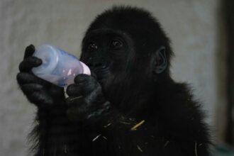 Zeytin the five-month-old gorilla © Sky News