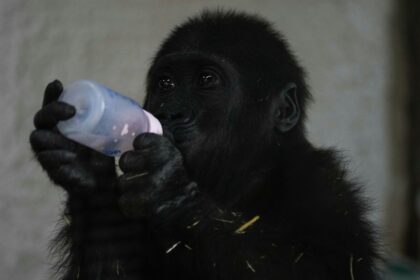 Zeytin the five-month-old gorilla © Sky News