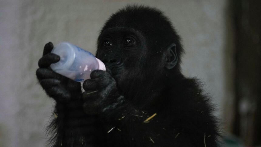 Zeytin the five-month-old gorilla © Sky News