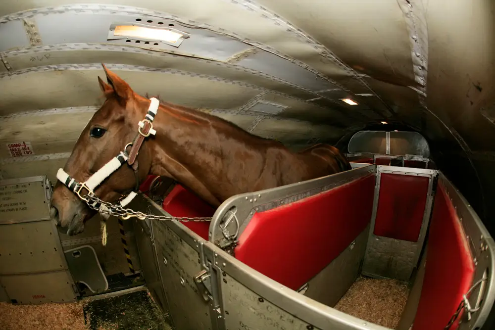 A horse secured in a padded stall inside a cargo plane for air transport.