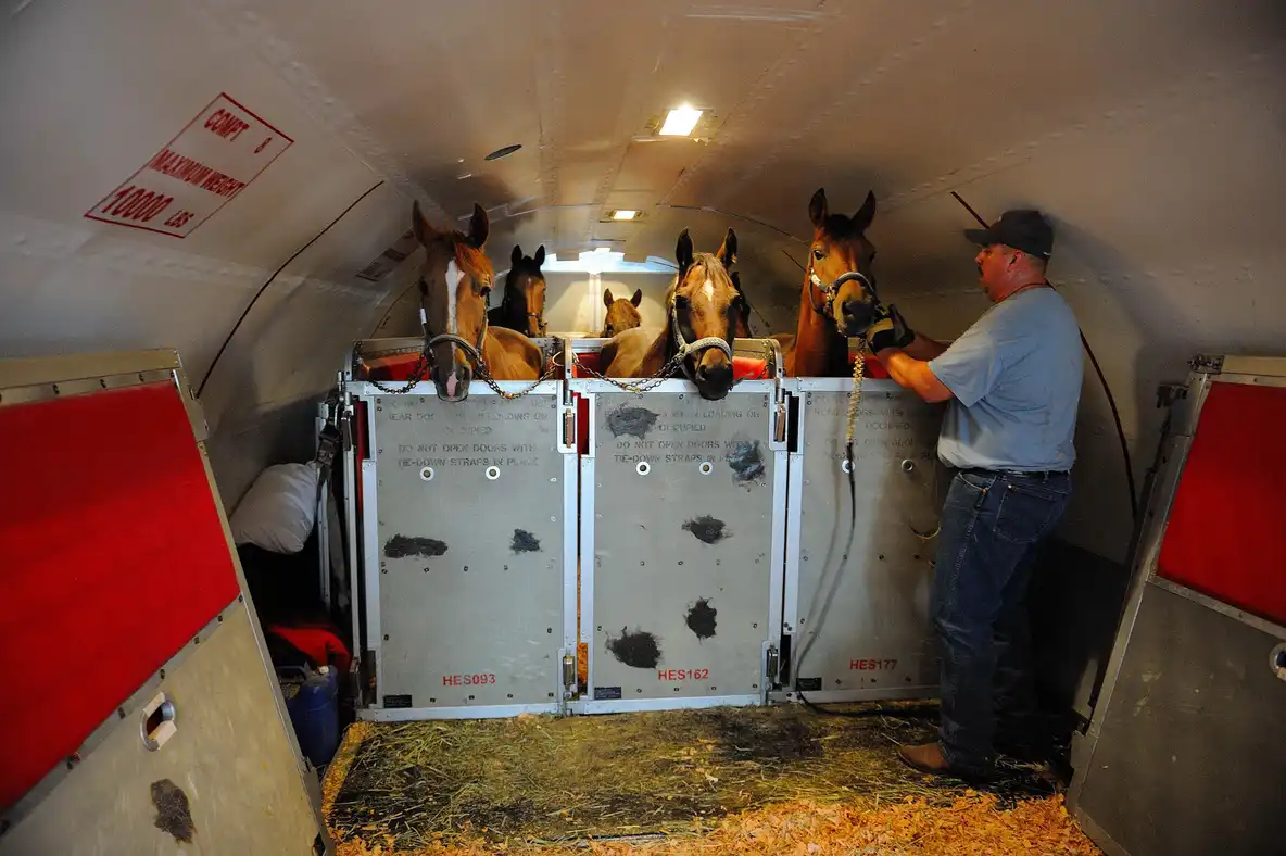 Horses being transported on a 727-200 aircraft equipped with stalls, known as "Air Horse One