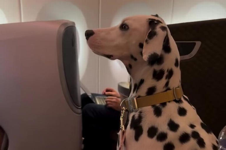 A Dalmatian dog sitting upright in a business class seat on a flight.