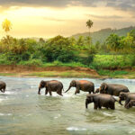 Herd of Elephants Walking in a Jungle River, Yala © iStock