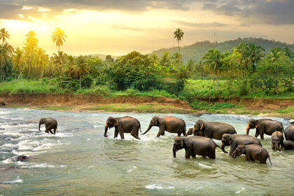 Herd of Elephants Walking in a Jungle River, Yala © iStock