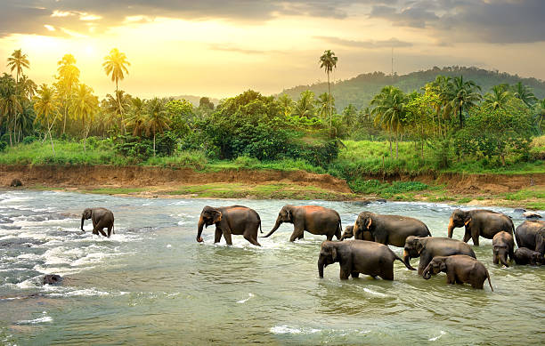 Herd of Elephants Walking in a Jungle River, Yala © iStock