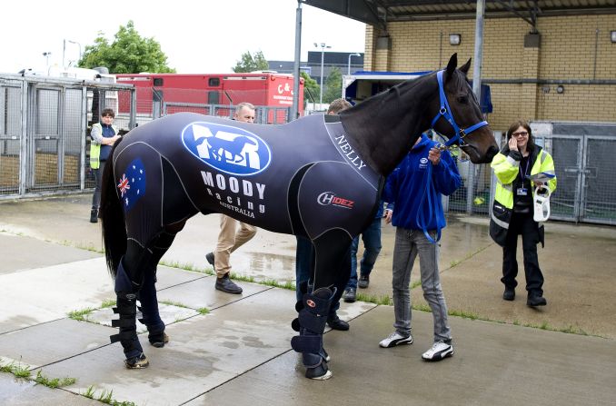 Equine Air Travel © CNN