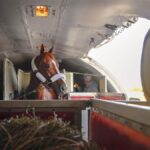 Horses flying via plane © AOPA