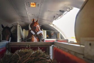 Horses flying via plane © AOPA