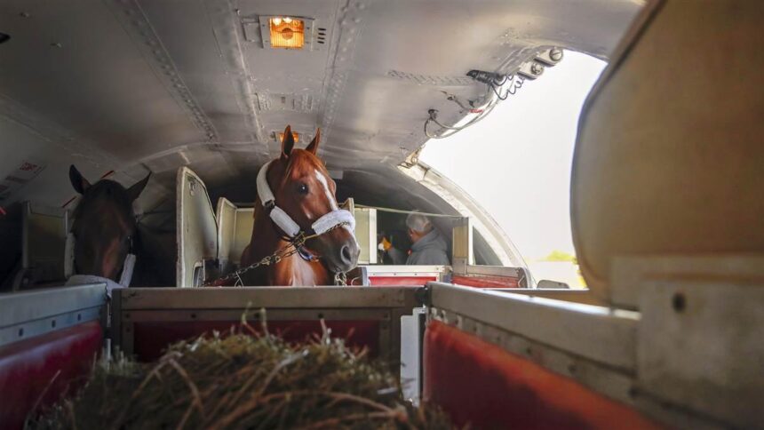 Horses flying via plane © AOPA
