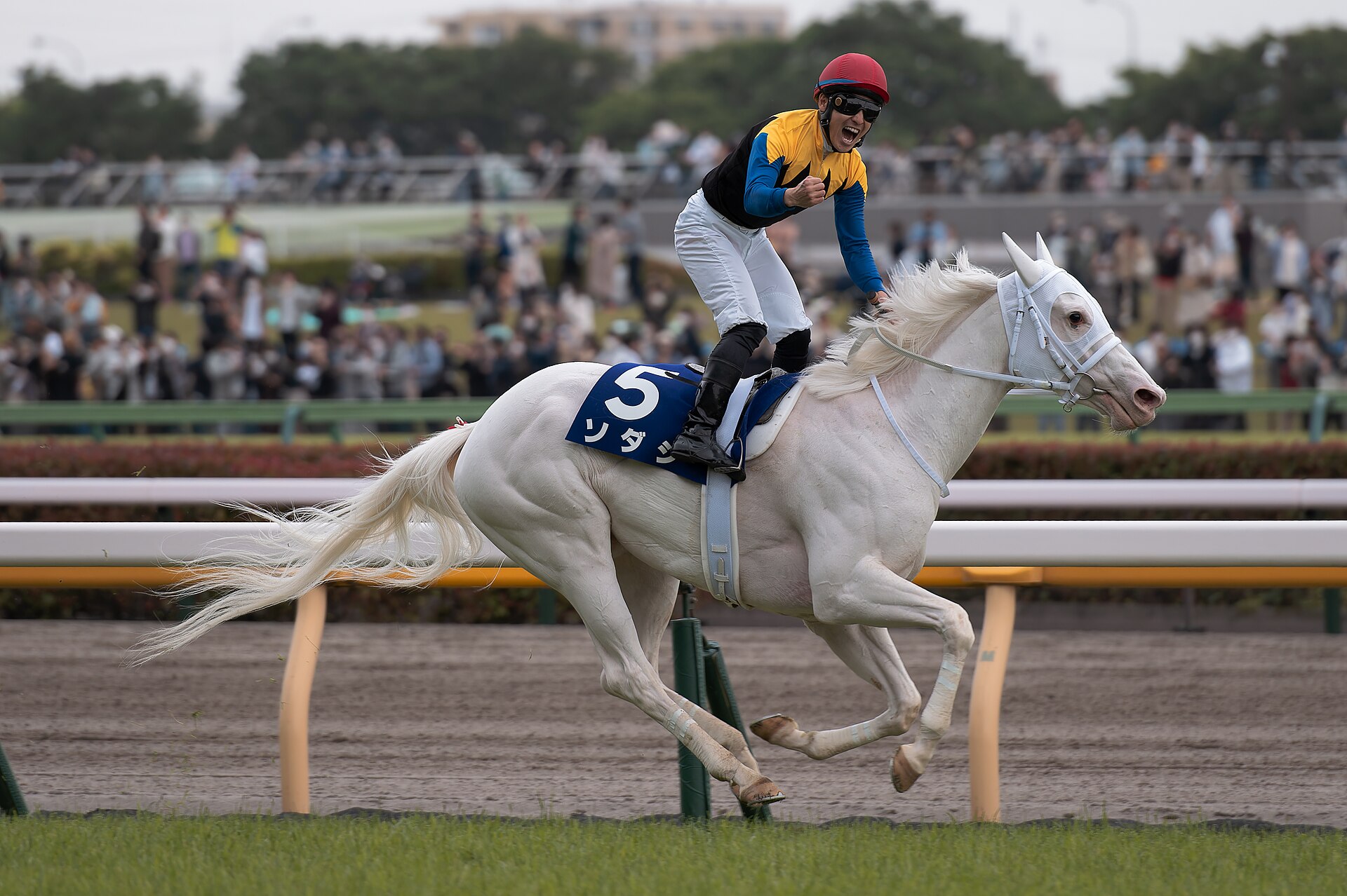 Sodashi Japanese Race Horse © Sion Satake