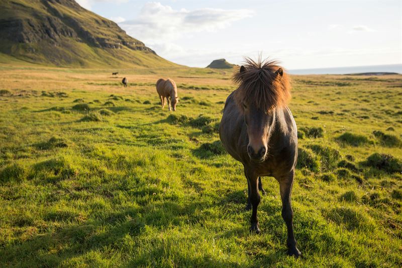 natural landscapes of Iceland, closeup of a small horse