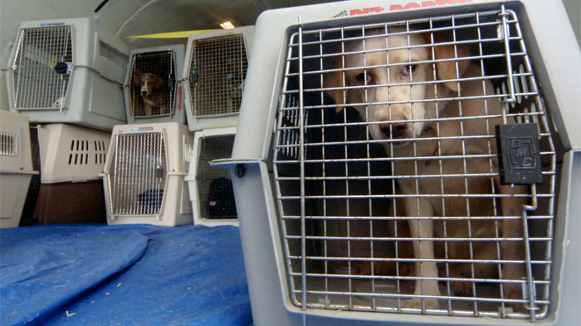 Dogs in travel crates stacked inside a cargo plane, prepared for air transport.