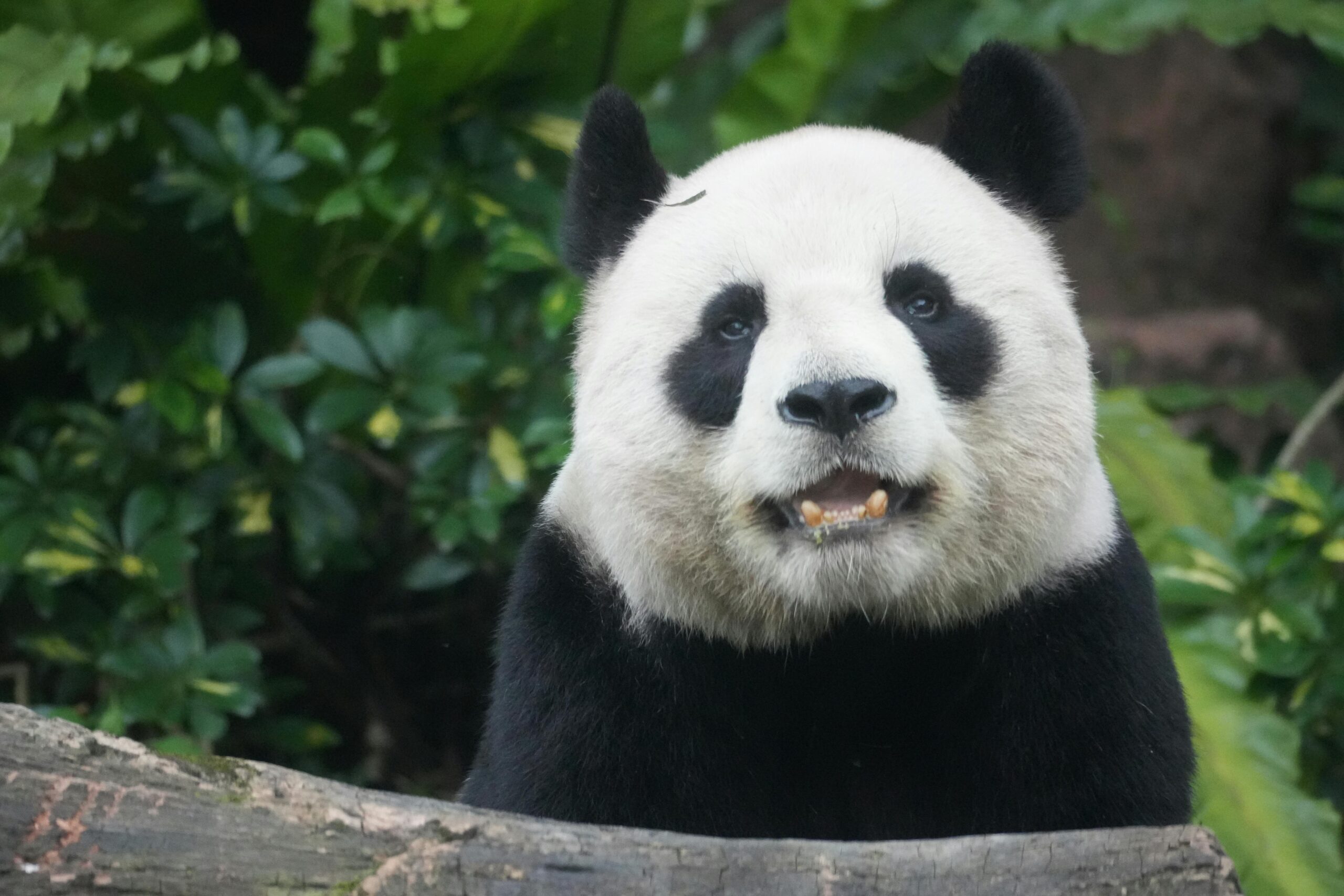 A panda in a conservation area.
