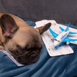 A French Bulldog rests on a blanket next to airline tickets and a toy plane