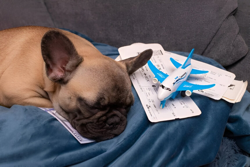 A French Bulldog rests on a blanket next to airline tickets and a toy plane