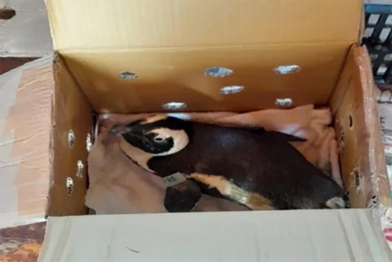 Penguin in a box