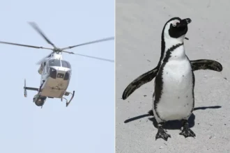 Helicopter and Penguain Photo