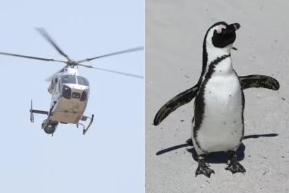 Helicopter and Penguain Photo