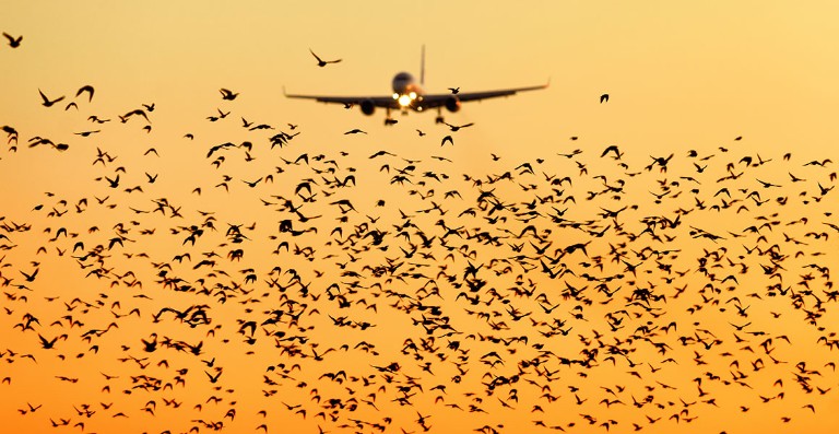 Birds flying near aircraft on final approach