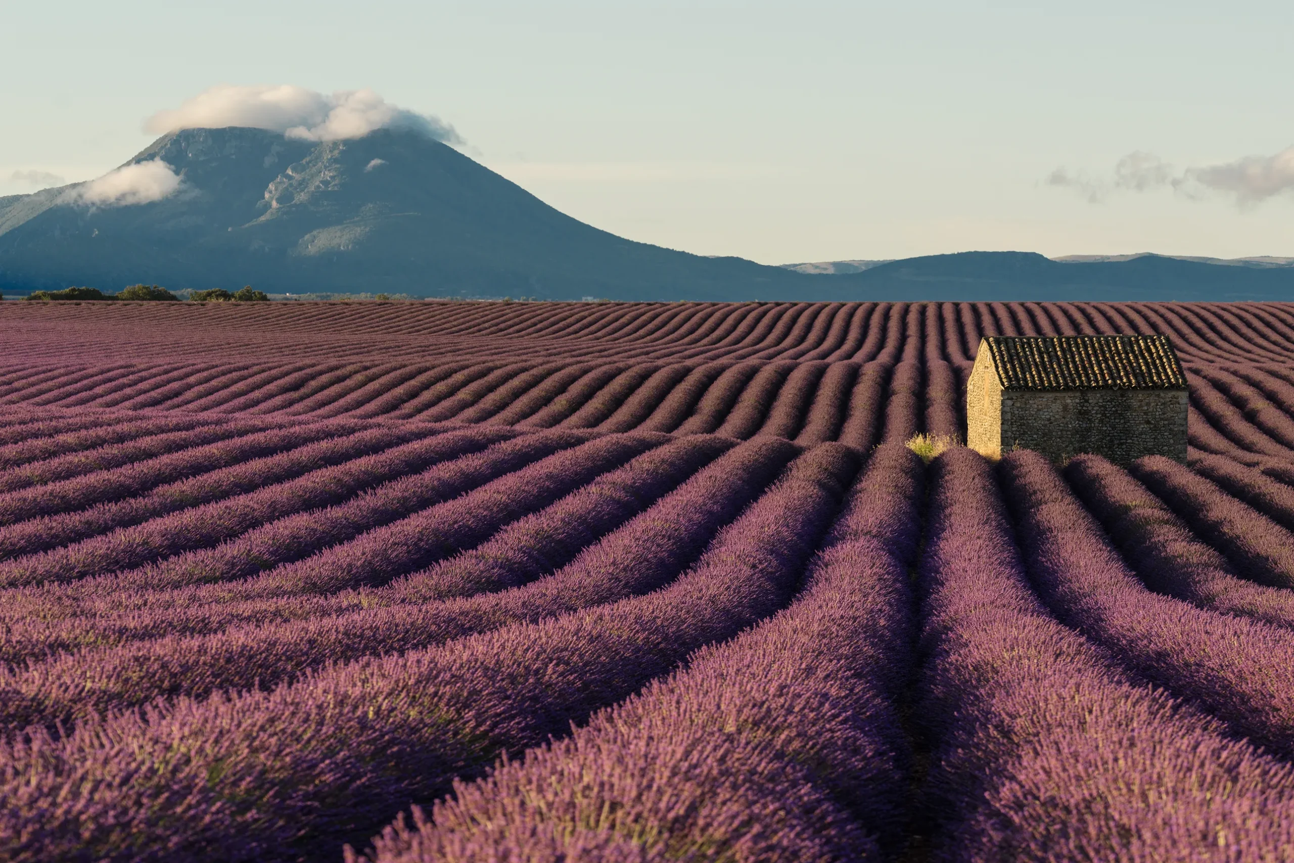 Lavender Fields, Valensole Plateau © Getty Images