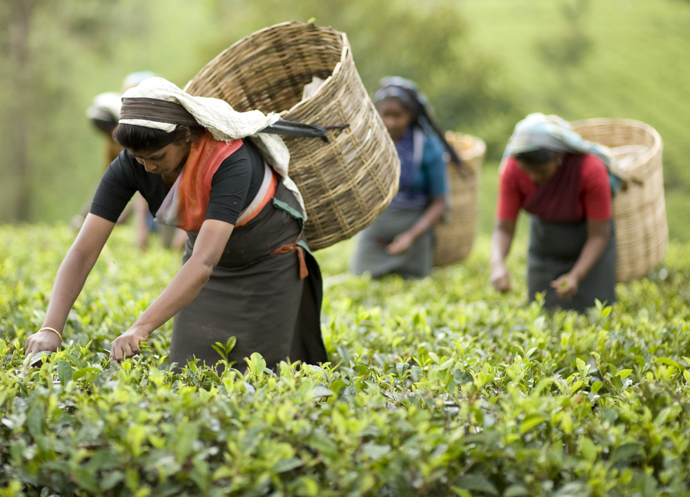 The process of picking tea at Dilmah Estate